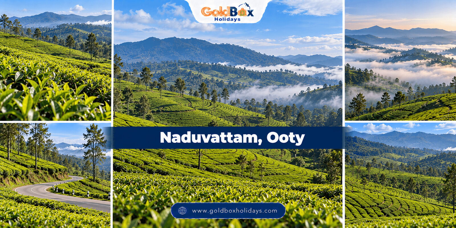 Naduvattam, Ooty - views of Naduvattam tea estates